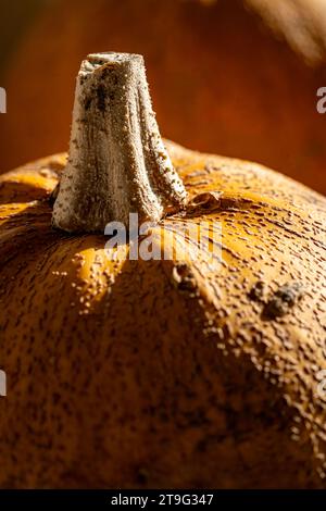 Die gemütliche Herbstszene zeigt zwei leuchtende orangefarbene Kürbisse, die in natürliches Licht getaucht sind und auf einer Fensterbank ruhen. Das warme Leuchten verstärkt den saisonalen Charme. Stockfoto