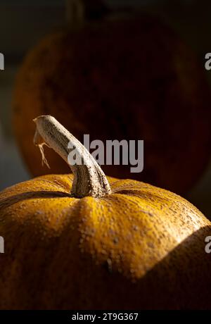 Die gemütliche Herbstszene zeigt zwei leuchtende orangefarbene Kürbisse, die in natürliches Licht getaucht sind und auf einer Fensterbank ruhen. Das warme Leuchten verstärkt den saisonalen Charme. Stockfoto