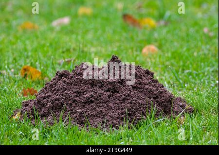 Maulwurf auf dem Feld, europäischer Maulwurf talpa europaea, Ungeziefer - Feind aller tschechischen Bauern. Bewölkter Herbsttag. Tschechische republik. Stockfoto