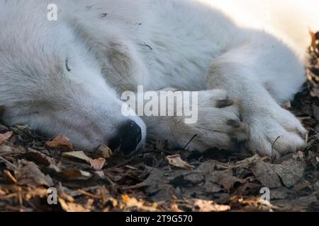 arktischer Wolf, der im Herbst auf dem Boden liegt Stockfoto