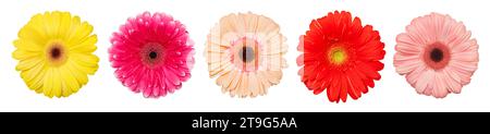 Gerbera-Blüten, mehrfarbige Knospen, Draufsicht, isoliert auf weißem Hintergrund Stockfoto
