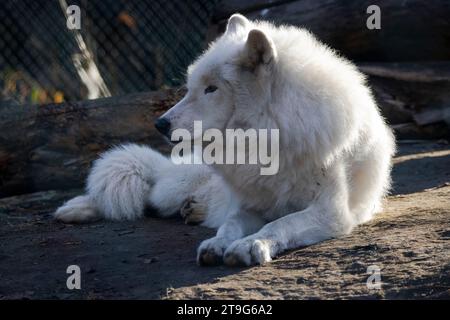 arktischer Wolf liegt im Herbst auf dem Boden Stockfoto