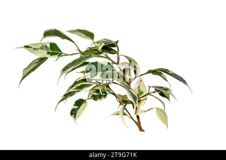 Ficus benjamina Zweig mit weiß-grünen, vielfarbigen Kuspidalblättern isoliert auf weiß. Variety Starlight oder de Gantel - beliebte Zimmerpflanze für flo Stockfoto