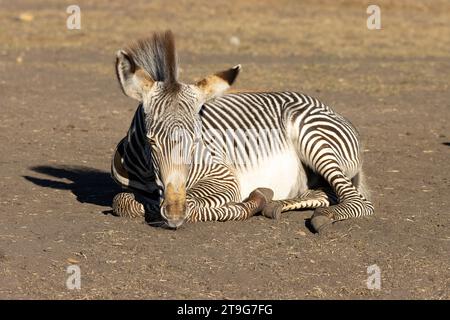 Baby-Zebra liegt im Dreck in der Sonne Stockfoto