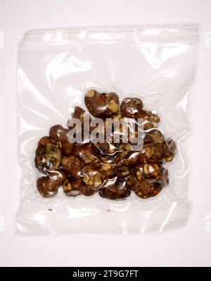 Psilocybe Pajaritos „Sklerotia“ – Magische Trüffel Stockfoto
