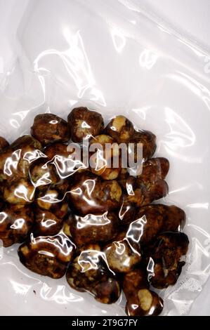 Psilocybe Pajaritos „Sklerotia“ – Magische Trüffel Stockfoto