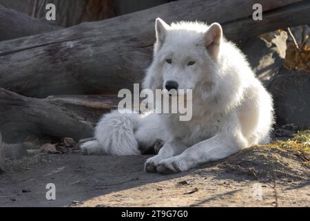 arktischer Wolf liegt im Herbst auf dem Boden Stockfoto