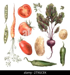 Aquarellset Gemüse, Tomaten, Erbsen, Rüben, Paprika, Petersilie, Karotten, Kartoffeln. Isolierte handgefertigte Elemente auf weißem Hintergrund. Stockfoto