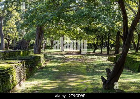 Ruinen in Polonnaruwa, Sri Lanka Stockfoto