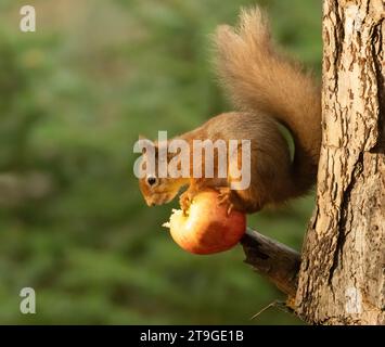 Das lustige kleine schottische Eichhörnchen balancierte auf und aß einen Apfel auf dem Zweig eines Baumes im Wald Stockfoto