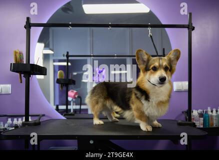 Gesunder junger Corgi, der auf dem Tisch des Tierpflegepersonals steht. Niedlicher Pembroke Welsh Cogi Welpe wartet darauf, gepflegt zu werden Stockfoto