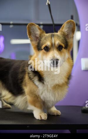 Süßer junger Corgi in einem Friseursalon. Porträt von Pembroke Welsh Corgi mit großen Ohren, die in einer Tierarztpraxis auf dem Tisch des Pflegers stehen Stockfoto