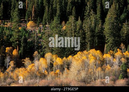 Aspen at Rogger Meadow, Fremont National Forest, Oregon Stockfoto