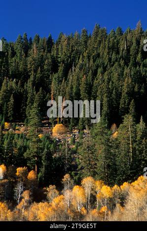 Aspen at Rogger Meadow, Fremont National Forest, Oregon Stockfoto