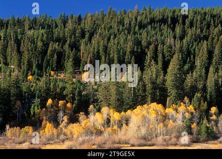 Aspen at Rogger Meadow, Fremont National Forest, Oregon Stockfoto