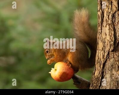Das lustige kleine schottische Eichhörnchen balancierte auf und aß einen Apfel auf dem Zweig eines Baumes im Wald Stockfoto