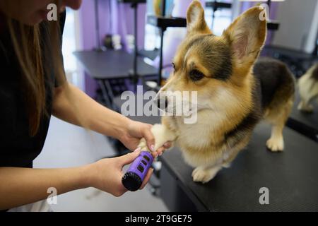 Tierpfleger schleift Hundenägel. Der Spezialist kümmert sich um einen reinrassigen Pembroke Welsh Corgi Welpen in einer Tierarztklinik Stockfoto