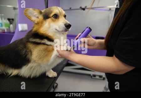 Der Sträuber, der mit einem dremel die Klauen des Hundes zerreißt. Spezialist schleift die Nägel von Haustieren mit einem elektrischen Schleifwerkzeug Stockfoto