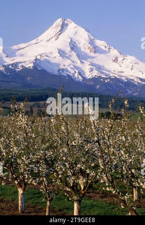 Birne Obstgarten in voller Blüte mit Mt Hood, Hood River County, Oregon Stockfoto