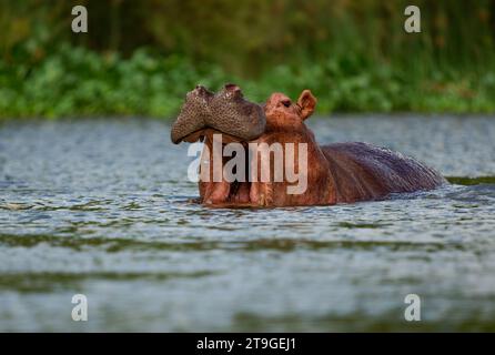 Hippopotamus - Hippopotamus amphibius oder Hippo ist ein großes, meist pflanzenfressenes, semiaquatisches Säugetier, das in Afrika südlich der Sahara beheimatet ist. Erwachsene mit geöffnetem Mund. Stockfoto