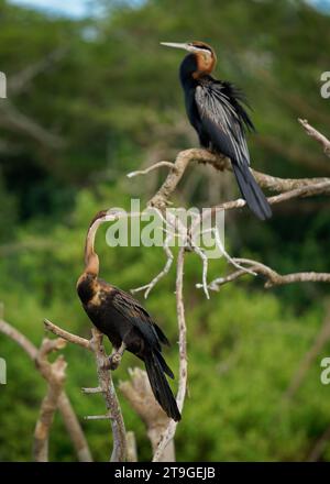 Afrikanischer Darter - Anhinga rufa auch Schlangenvogel, Wasservogel aus Afrika südlich der Sahara und dem Irak, sitzt auf dem Ast über dem Wasser und jagt Fische in der Wa Stockfoto