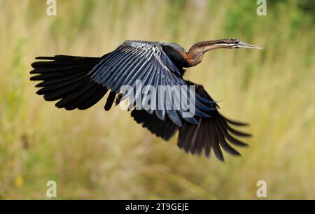 Afrikanischer Darter - Anhinga rufa auch Schlangenvogel, Wasservogel aus Afrika südlich der Sahara und dem Irak, sitzend auf dem Ast über dem Wasser, fliegend, langer Schnabel, nec Stockfoto