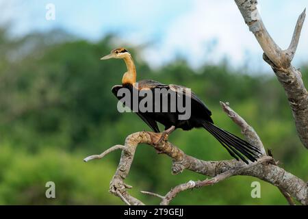 Afrikanischer Darter - Anhinga rufa auch Schlangenvogel, Wasservogel aus Afrika südlich der Sahara und dem Irak, sitzt auf dem Ast über dem Wasser und jagt Fische in der Wa Stockfoto