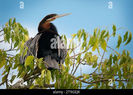 Afrikanischer Darter - Anhinga rufa auch Schlangenvogel, Wasservogel aus Afrika südlich der Sahara und dem Irak, sitzt auf dem Ast über dem Wasser und jagt Fische in der Wa Stockfoto