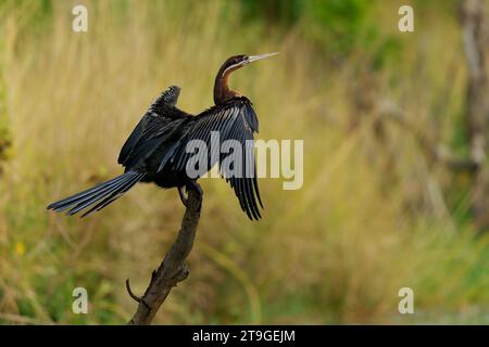Afrikanischer Darter - Anhinga rufa auch Schlangenvogel, Wasservogel aus Afrika südlich der Sahara und dem Irak, sitzt auf dem Ast über dem Wasser und jagt Fische in der Wa Stockfoto