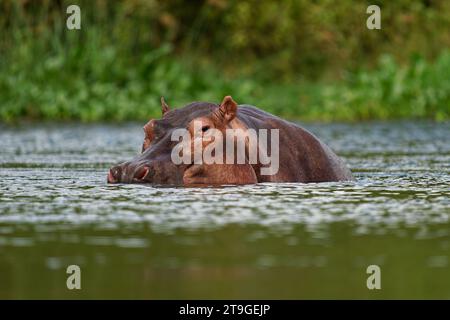 Hippopotamus - Hippopotamus amphibius oder Hippo ist ein großes, meist pflanzenfressenes, semiaquatisches Säugetier, das in Afrika südlich der Sahara beheimatet ist. Erwachsener im Fluss. Stockfoto