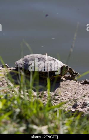 Rothohriger Slider, der sich in der Sonne in einem See sonnt. Stockfoto