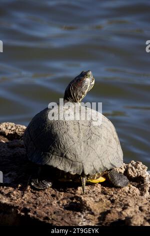 Rothohriger Slider, der sich in der Sonne in einem See sonnt. Stockfoto