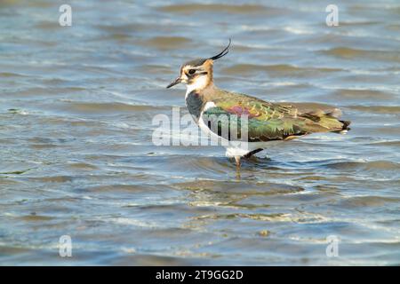 Ein farbenfroher Northern Lapwing steht auf einem frisch bewässerten Feld. Vanellus Vanellus ernährt sich im Winter gerne auf Erdnussfeldern, Taiwan. Stockfoto