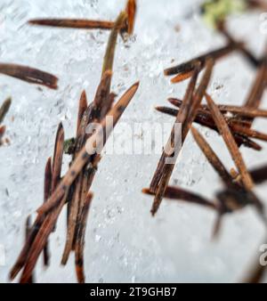 Forstwirtschaft. Fichtennadeln und Rindenpartikel auf geschmolzenem Frühjahrsschnee. Acerose Hintergrund Ultra Makro Stockfoto