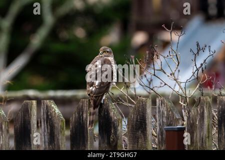 Accipiter nisus Familie Accipitridae Gattung Accipiter Eurasian Sparrowhawk wilde Natur Raubvogel Fotografie, Bild, Tapete Stockfoto