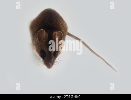 Theriologie. Mausartige Nagetiere aus borealen Wäldern im Nordosten Europas. Waldmaus, Holzmaus (Apodemus sylvaticus) auf grauem Hintergrund. Draufsicht Stockfoto