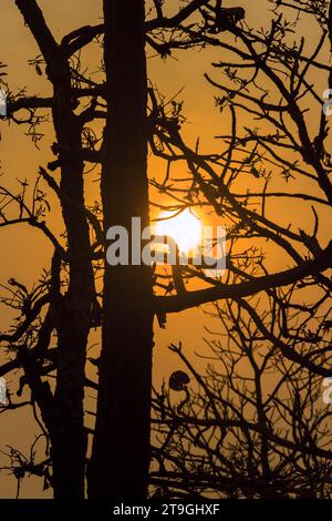 Tropischer Sonnenuntergang. Winterliche Sonnenstrahlen durch Baumäste. Thailand Stockfoto