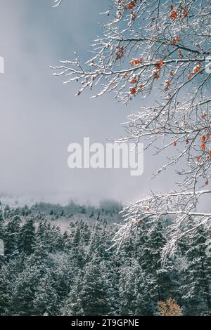 Wunderschöne Landschaft mit viel Schnee und Nebel. Stockfoto