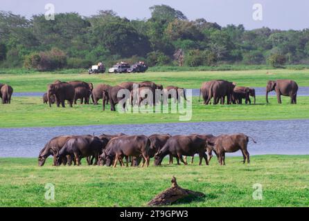 Eine Gruppe von Geländewagen parkt im Gras, mit Touristen, die den Blick auf die Tierwelt im Minneriya-Nationalpark in Sri Lanka genießen Stockfoto