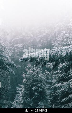 Schnee in den Bergen mit viel Nebel. Stockfoto