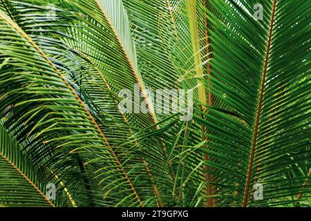 Sehr große Palmenwedel, die in der Nähe der Küste in Tangalle im Süden Sri Lankas wachsen Stockfoto