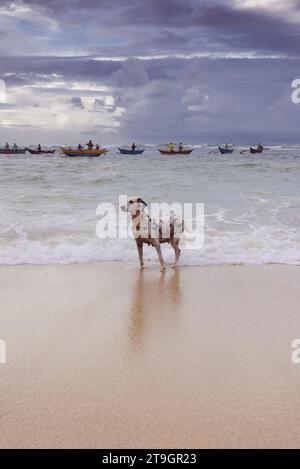 Ein Dalmatenhund steht im Meer, während lokale Fischer versuchen, am Morgen in Mirissa in Sri Lanka Fische zu fangen Stockfoto