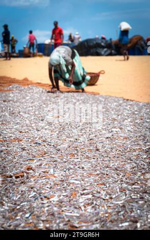 Eine alte Frau legt kleine Silberfische zum Trocknen in der Sonne am Strand von Negombo in Sri Lanka aus Stockfoto