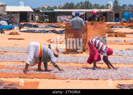 Zwei ältere Frauen haben sich in Negombo in Sri Lanka gebeugt, um kleine Fische auf Matten auszubreiten, um im Sonnenlicht auszutrocknen Stockfoto