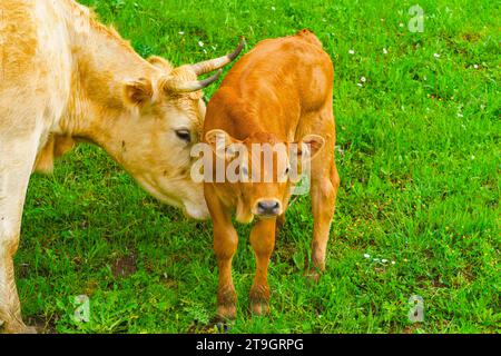 Ein bezauberndes kleines Kalb, das auf einer Wiese neben der Kuh steht, während es Milch aus dem Euter trinkt Stockfoto