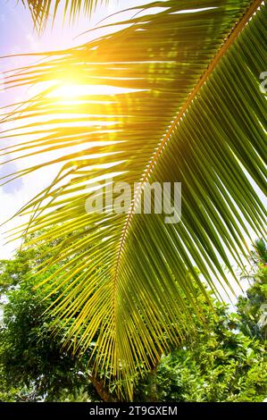 Kokospalmenblatt vor blauem Himmel und heller Sonne. Vertikales Foto. Stockfoto