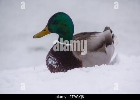 Nahaufnahme von Entenlagen auf schneebedecktem Boden Stockfoto
