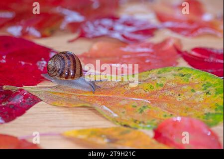 Bei regnerischem Wetter, Schnecken zwischen den Herbstblättern. Stockfoto