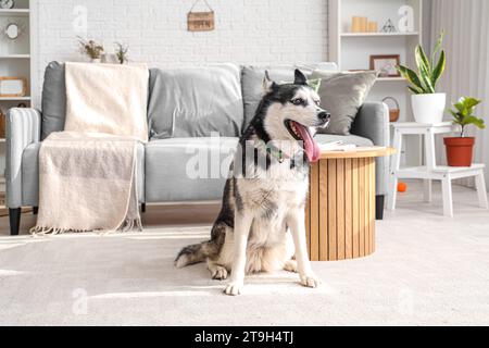 Süßer Husky-Hund im Wohnzimmer Stockfoto