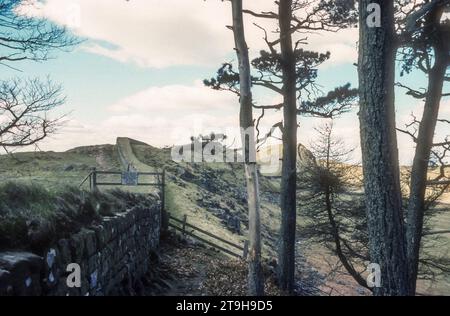 Archivfoto aus den 1970er Jahren eines Abschnitts der Hadrian's Wall in der Nähe von Housesteads Fort in Northumberland. Stockfoto